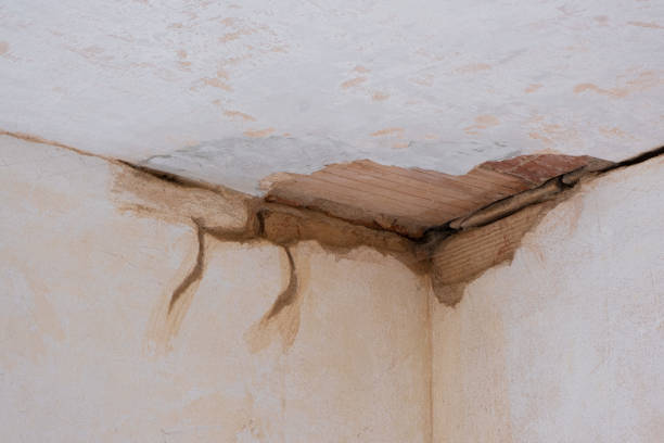 Best Professional water damage repair  in Millen, GA